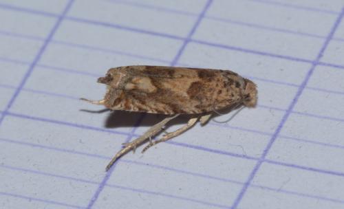 Pelochrista sp.
